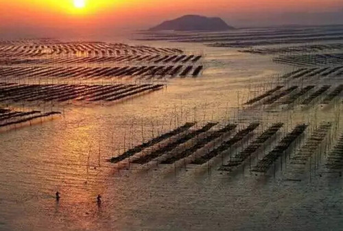 慈善書畫家徐巖赴中國最美的灘涂霞浦采風(fēng) 慈善書畫家徐巖赴中國最美的灘涂霞浦采風(fēng)